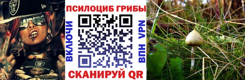 Купить  Семикаракорск  Псилоцибиновые грибы Cubensis 
